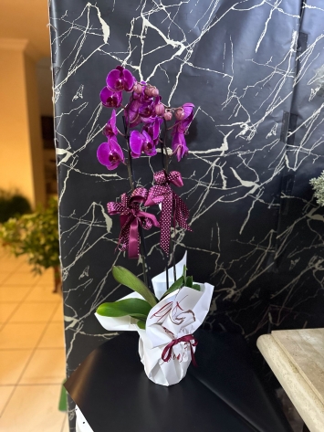 çift dal mor orkide 