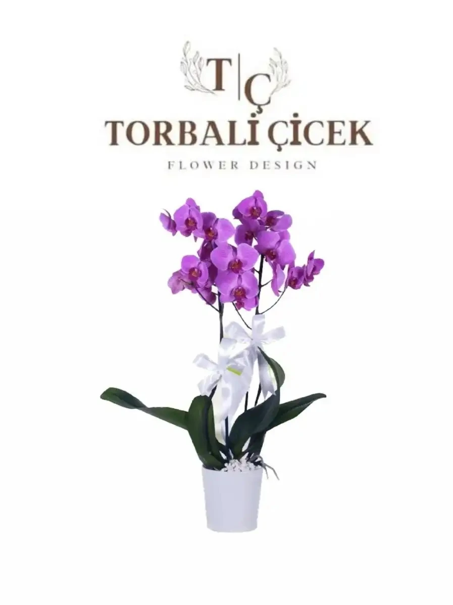 ÇİFT DAL PEMPE ORKİDE