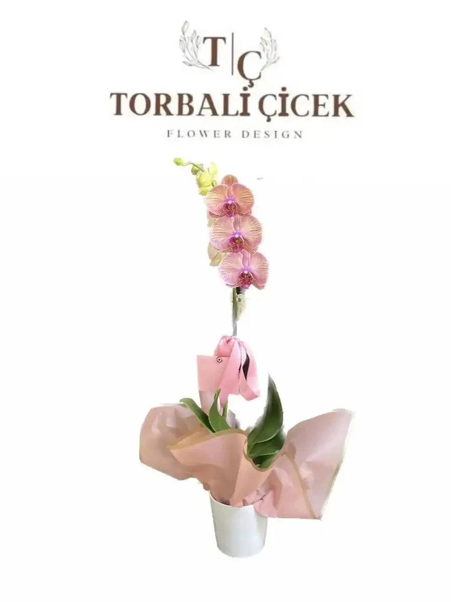 TEK DAL PEMBE ORKIDE