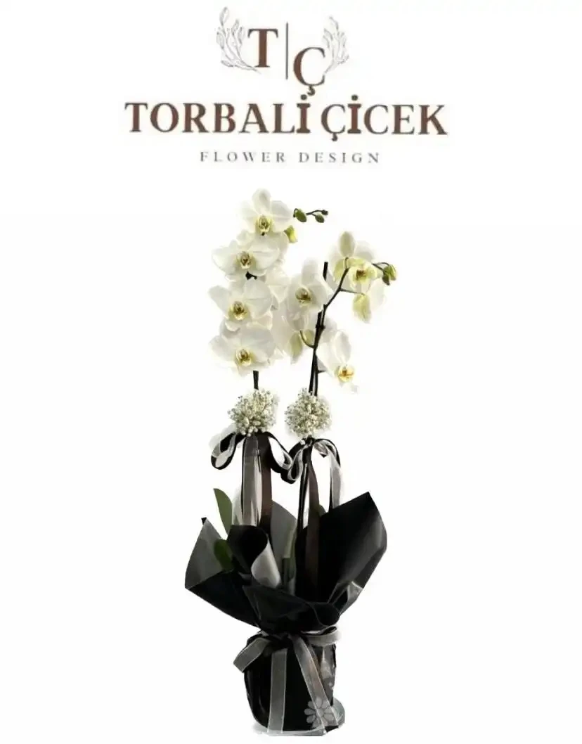 ÇİFT DAL BEYAZ ORKİDE 
